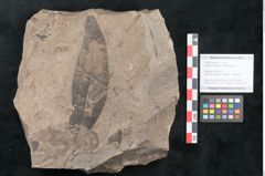 Foto (Objekt + Etikett) von Diospyros sagoriana Ettingshausen (NHMW-GEO-2024-0188-8016)